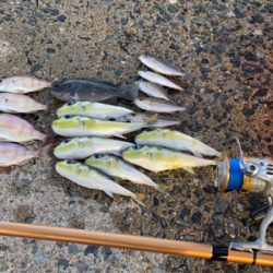 フグ攻めに遭いました