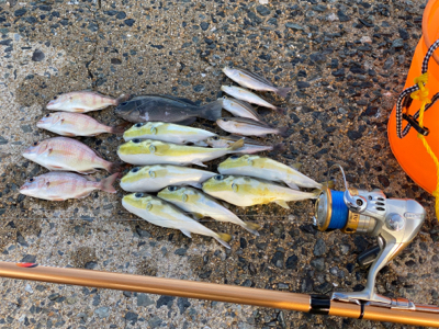 フグ攻めに遭いました