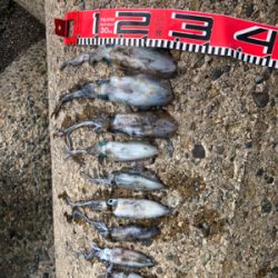 アオリイカいますよ｡