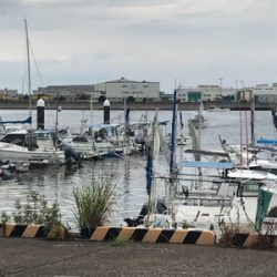 タチウオ入れ食い