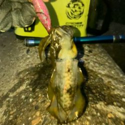 久しぶりのナイトエギング(^.^)