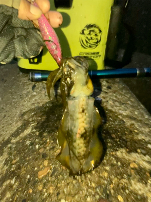 久しぶりのナイトエギング(^.^)