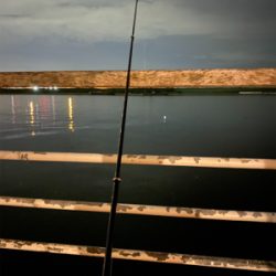 もう入ってきてるが、まだ少なくてシブい、、、