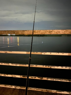 もう入ってきてるが、まだ少なくてシブい、、、