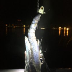 小さいがよく釣れる