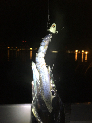 小さいがよく釣れる