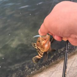 アオリイカ調査