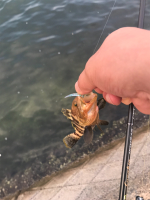 アオリイカ調査