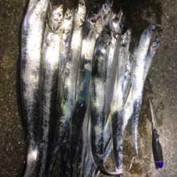 タチウオぼちぼち