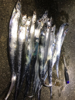 タチウオぼちぼち