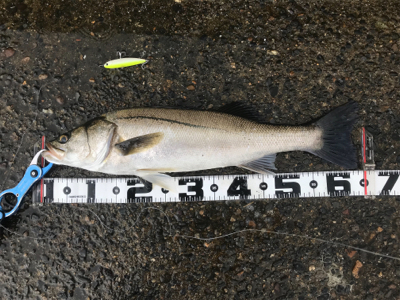 つ抜け超えの12本‼…