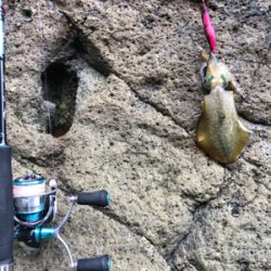 ガシラ釣れました。