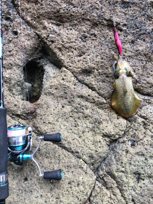 ガシラ釣れました。