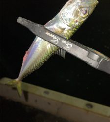 アジングナイト