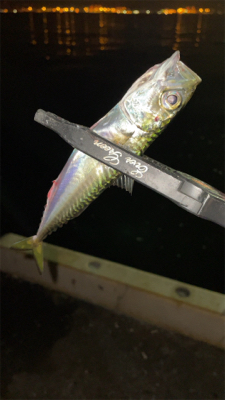 アジングナイト