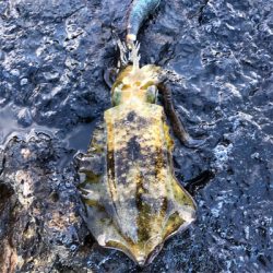 2021佐渡ヶ島エギング 5回目