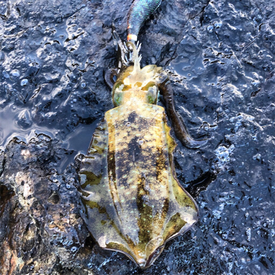 2021佐渡ヶ島エギング 5回目