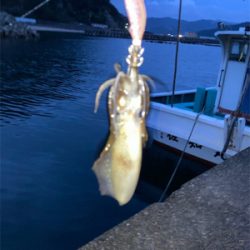 今年も新子はソーシャルディスタンス