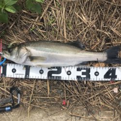 デイゲーム！障害物をタイトに攻めて2本