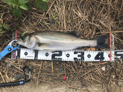 デイゲーム！障害物をタイトに攻めて2本