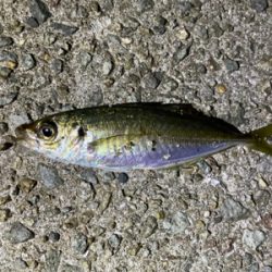 ライトゲームでアジ、メバル