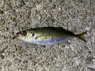 ライトゲームでアジ、メバル