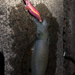 アオリイカシーズンイン