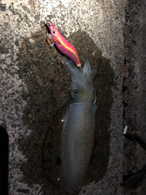 アオリイカシーズンイン