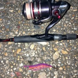 秋アオリGET (^^)