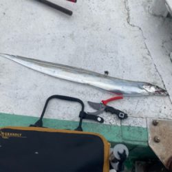 テンヤタチウオ