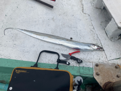 テンヤタチウオ