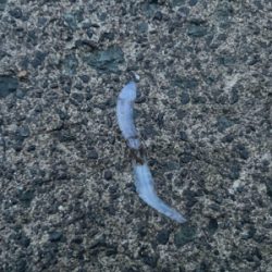 秋イカ坊主6回目卒業