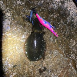 明石でエギング