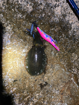 明石でエギング