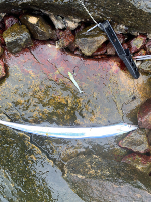 人混み避けて雨天決行