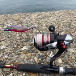 秋イカは数釣り＼(^o^)／