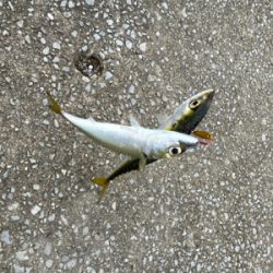 色々な魚がいっぱ〜い