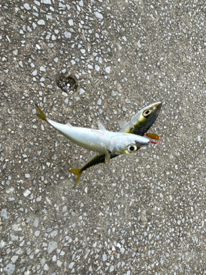 色々な魚がいっぱ〜い