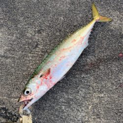 自転車で渡船まで…