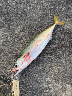 自転車で渡船まで…