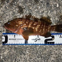 牙者退治のはずが