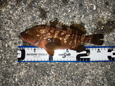 牙者退治のはずが