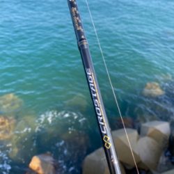 朝マズメのエギング