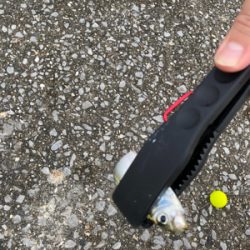 ケーソンでサヨリ！シーバス60cm