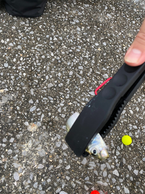 ケーソンでサヨリ！シーバス60cm