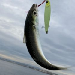 鯖は鳴りを潜め青物遠く。太刀魚ツヌケ。。