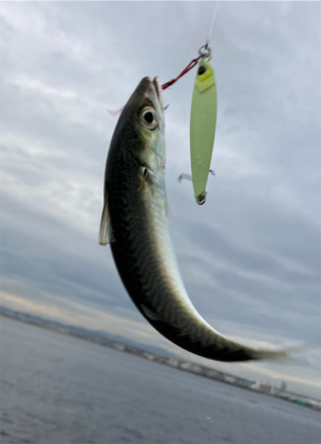 鯖は鳴りを潜め青物遠く。太刀魚ツヌケ。。