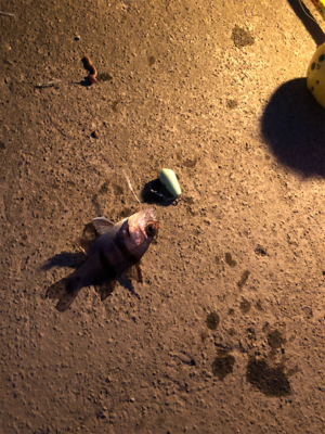 台風が過ぎたので