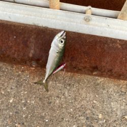 イソメで三目達成