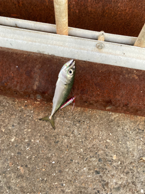 イソメで三目達成